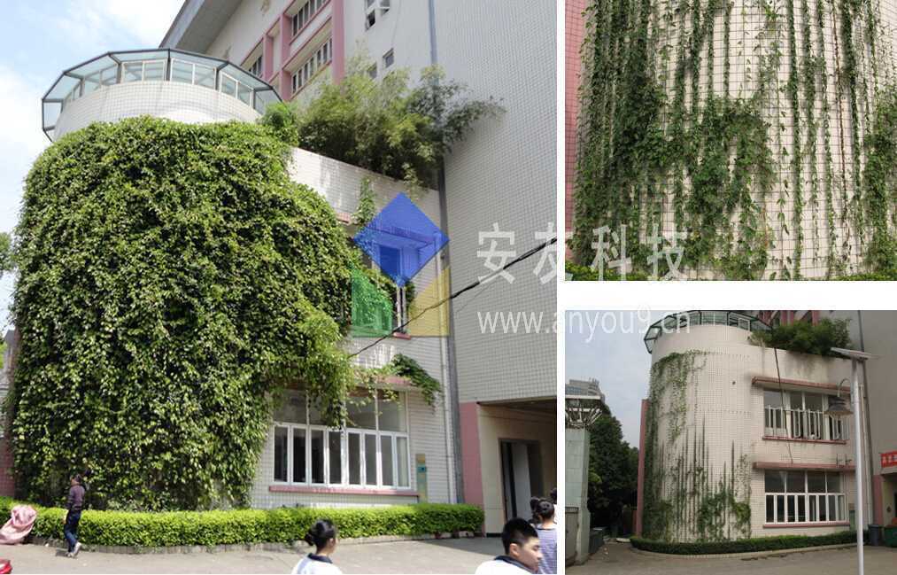 后期生長式綠化單元工程效果 后期生長式綠化單元工程效果