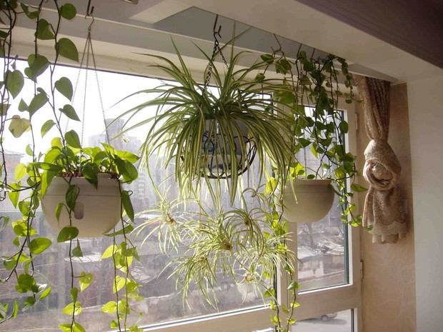 吊籃式的綠化 吊籃式的綠化