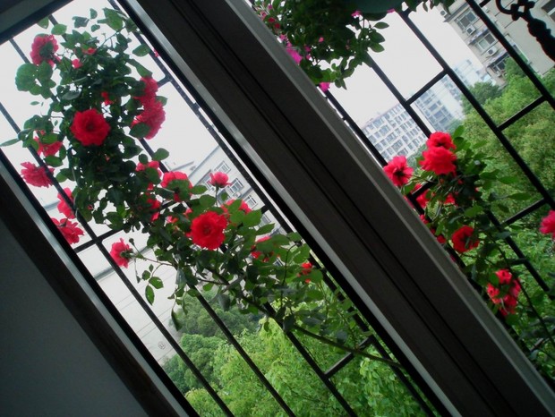 陽臺綠化 陽臺綠化