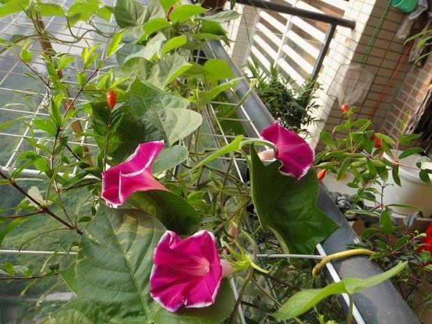 陽臺綠化 陽臺綠化