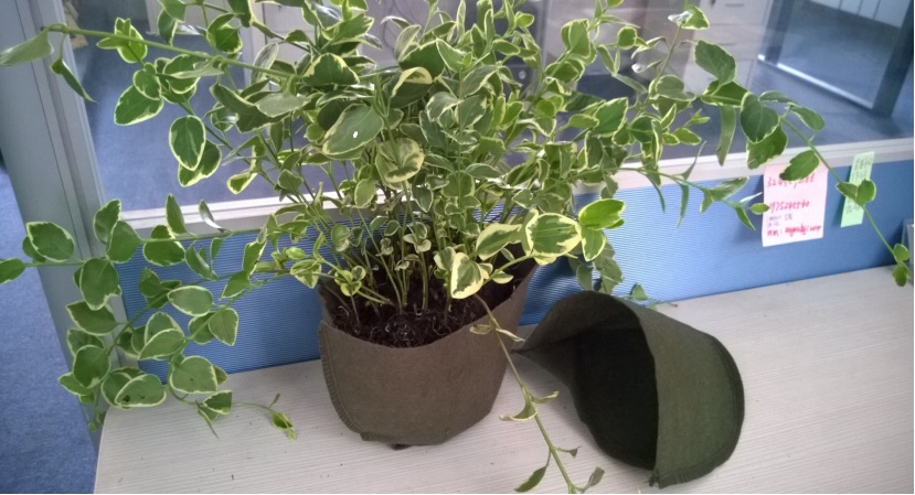 布袋式植物墻 布袋式植物墻