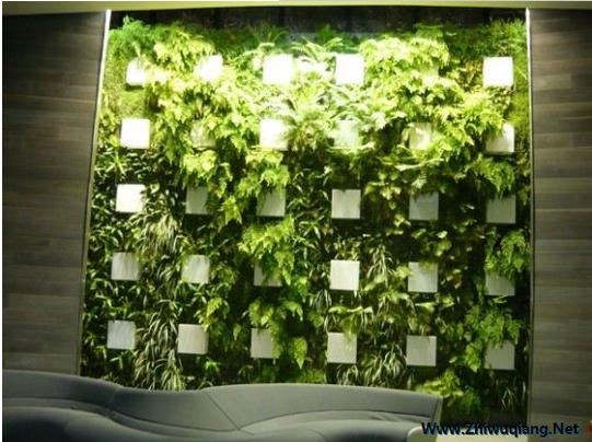 國外植物墻設計 國外植物墻設計
