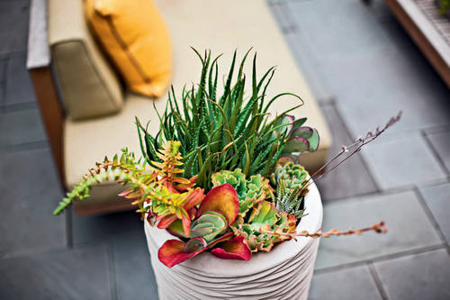 混搭多肉植物盆栽 混搭多肉植物盆栽