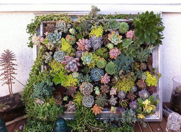 植物墻案例 植物墻案例