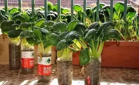 在家種菜 在家種菜