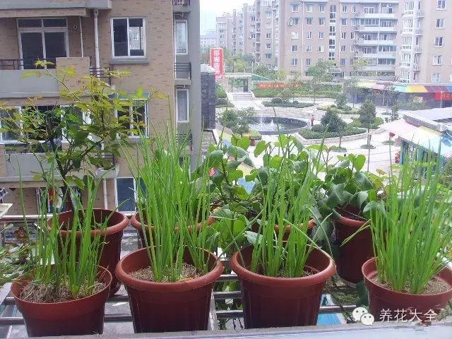 在家種菜 在家種菜