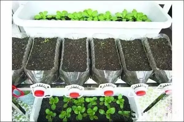 在家種菜 在家種菜