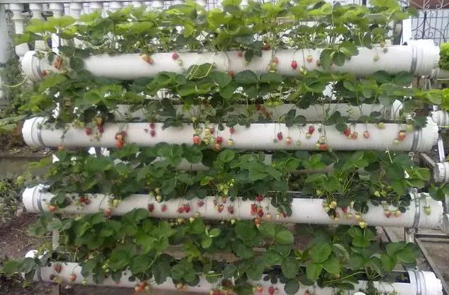 在家種菜 在家種菜