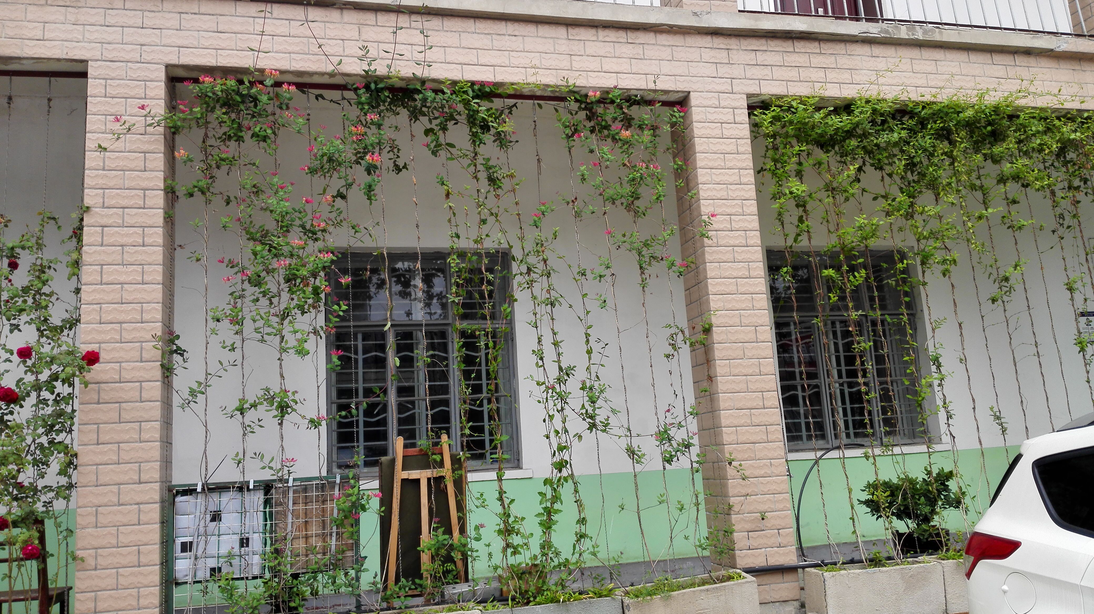 垂直綠化拉絲案例 垂直綠化拉絲案例