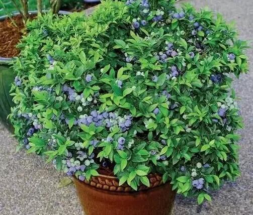 漲勢(shì)茂密的植物 漲勢(shì)茂密的植物