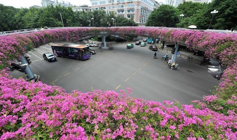 人行天橋綠化植物的選擇 人行天橋綠化植物的選擇