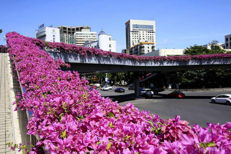 ���ڸ߼ܘ�G��